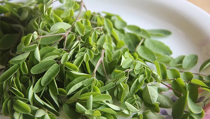 Daun Kelor Manfaat Daun Kelor
