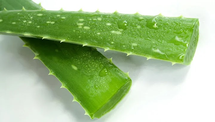 Lidah Buaya Manfaat Lidah Buaya