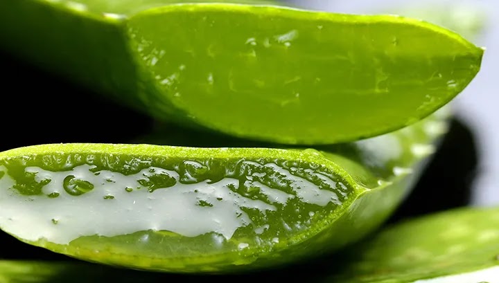 Lidah Buaya Cara Mengencangkan Payudara Secara Alami